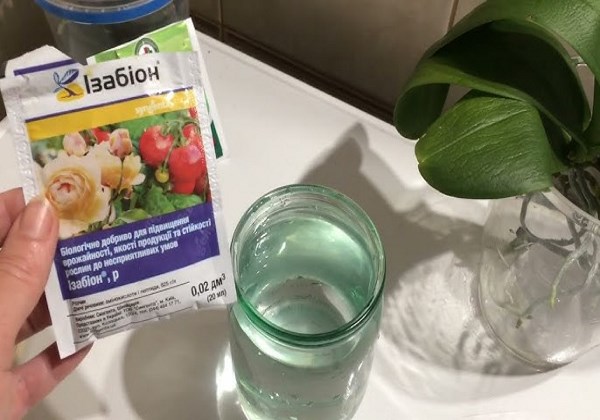 листя жовтіє в орхідеї що робити