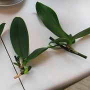 вирощування орхідеї з коріння