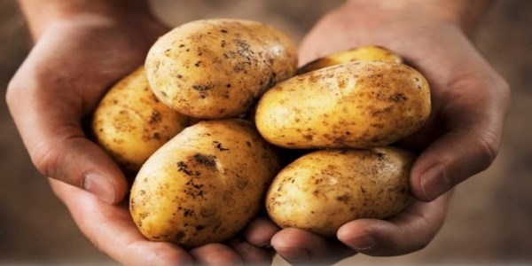 картопля рівера для україни