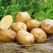 Картопля «Рів’єра»: характеристика, вирощування та врожайність