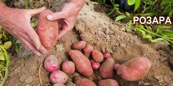 лучшие сорта картошки в украине