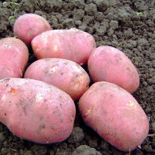 середній сорт картоплі в укккраїні купити