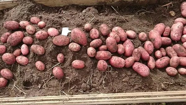 выращивание картошки белларосса